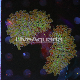 Green and Orange Frogspawn Coral Solomon (click for more detail)
