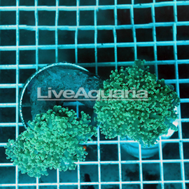 Green Frogspawn Coral Solomon (click for more detail)