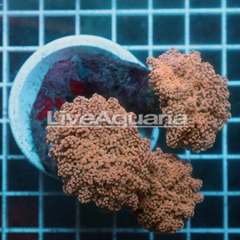 Orange Frogspawn Coral Solomon (click for more detail)