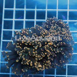 Orange Frogspawn Coral Solomon (click for more detail)