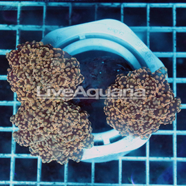 Orange Frogspawn Coral Solomon (click for more detail)