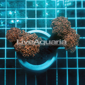 Orange Frogspawn Coral Solomon (click for more detail)