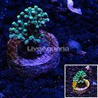 USA Cultured Ultra Acropora Coral (click for more detail)