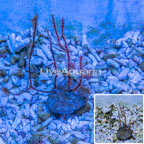 Yellow Polyp Red Sea Fan EXPERT ONLY (click for more detail)