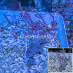 Pink Muricella Sea Fan EXPERT ONLY Indonesia (click for more detail)