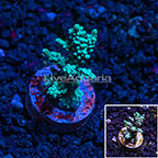 USA Cultured Ultra Acropora Coral  (click for more detail)