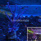 LiveAquaria® Blue Cespitularia Coral (click for more detail)