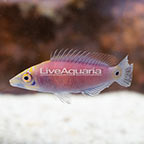 Mystery Wrasse [BLEMISH] (click for more detail)