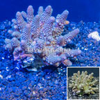 Acropora Coral Fiji (click for more detail)