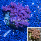 Cauliflower Colt Coral Indonesia (click for more detail)