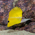 Yellow Longnose Butterflyfish [Blemish] (click for more detail)