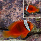 Tomato Clownfish (click for more detail)