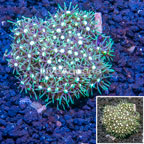 Starburst Polyps Indonesia (click for more detail)