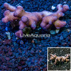 Stylophora Coral Australia (click for more detail)