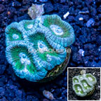 LiveAquaria® Cultured Goniastrea Brain Coral  (click for more detail)