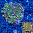 Zoanthus Coral Fiji (click for more detail)