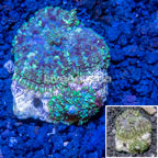 Mushroom Coral Indonesia (click for more detail)