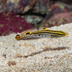 Hector's Goby (click for more detail)