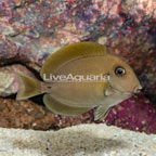 Epaulette Surgeonfish (click for more detail)