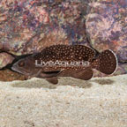 Starry Grouper (click for more detail)