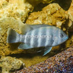 Convict Cichlid (click for more detail)