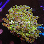Multicolor Frogspawn Coral Solomon (click for more detail)