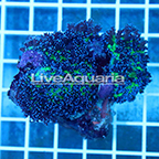 Hairy Mushroom Coral Solomon (click for more detail)