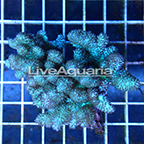 Pineapple Tree Coral Solomon (click for more detail)