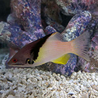Coral Hogfish  (click for more detail)