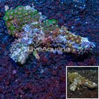 Zoanthus Coral Vietnam  (click for more detail)