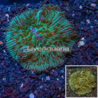 Short Tentacle Plate Coral Australia (click for more detail)