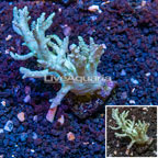 Sinularia Finger Leather Coral Fiji (click for more detail)