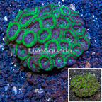 Acan Lord Coral Australia (click for more detail)