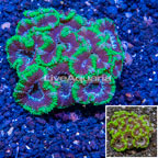 Acan Lord Coral Australia (click for more detail)