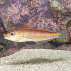 Sri Lankan Wrasse (click for more detail)