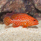 Miniatus Grouper (click for more detail)