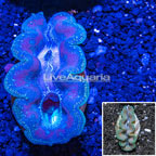 Purple and Green Crocea Clam (click for more detail)
