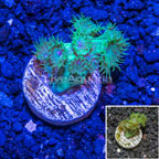 Aquacultured Green Cup Coral (click for more detail)