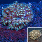 Goniopora Coral (click for more detail)
