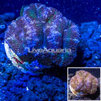 LiveAquaria® Cultured Acan Lord Coral (click for more detail)