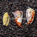 Halloween Hermit Crab, Trio (click for more detail)