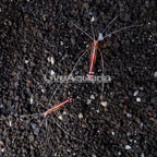 Scarlet Skunk Cleaner Shrimp, Pair (click for more detail)