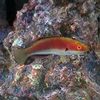 Katherine's Fairy Wrasse (click for more detail)