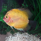 Gold Blue Hybrid Discus (click for more detail)