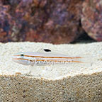 Railway Sleeper Goby (click for more detail)