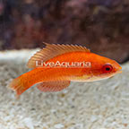 Carpenter's Flasher Wrasse, Initial Phase Male (click for more detail)
