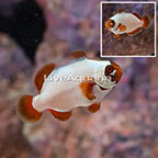 Maroon Gold Nugget Clownfish (click for more detail)