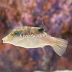 Sharpnose Puffer (click for more detail)