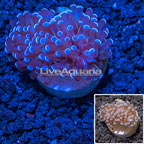 LiveAquaria® Cultured Grape Coral (click for more detail)
