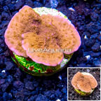 LiveAquaria® Cultured Montipora Coral  (click for more detail)